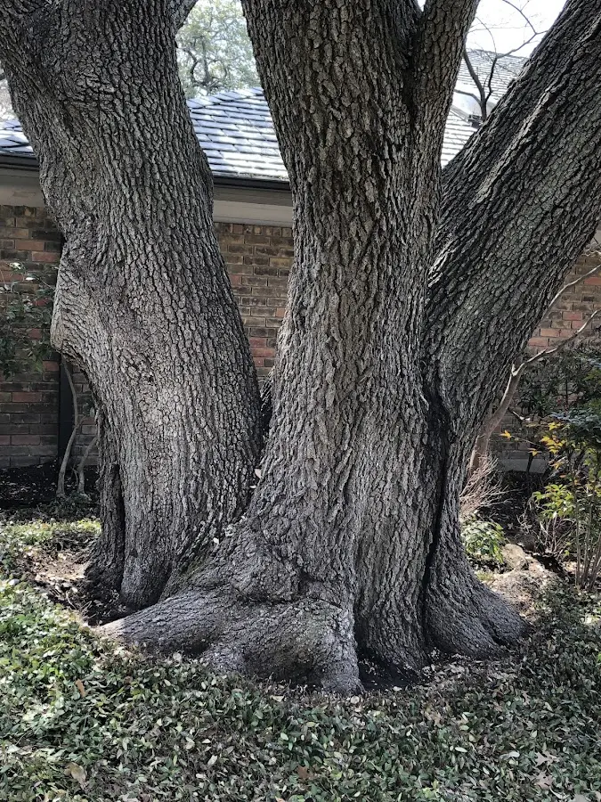 Mature heritage tree close to a Augusta property cared for by certified arborists